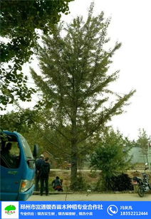 富通銀杏苗木栽培基地 綠色產業的繁榮之路