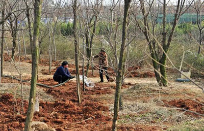 高成活率的秋冬苗木移栽技術，值得收藏！