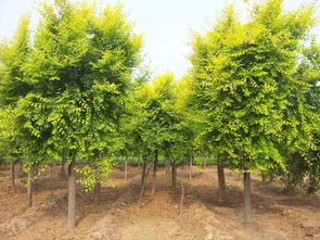 招遠市興義苗木種植專業合作社 綠色產業的專業踐行者