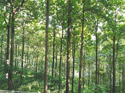 海南林木種質亮家底 資源盤點與樹木種植發展策略