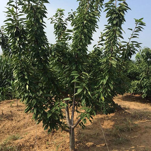 牟平大櫻桃種苗選購指南與市場分析